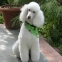 Perros Preciosos 16