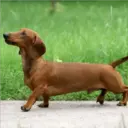 Perros Preciosos 10