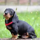 Perros Preciosos 9