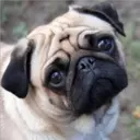 Perros Preciosos 6