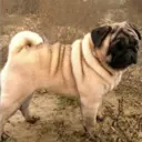 Perros Preciosos 2