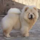Perros Preciosos 25