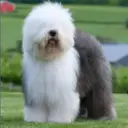 Perros Preciosos 11