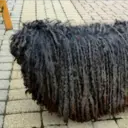 Perros Preciosos 27