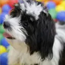Perros Preciosos 23