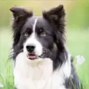 Perros Preciosos 30