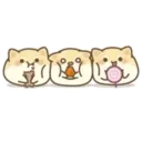 Cute Little Dog MOV 3