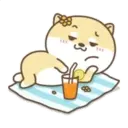 Cute Little Dog MOV 1