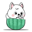 White dog mov 14
