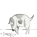 Adopta no compres.Mov 18