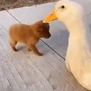ɱҽɱҽʂ ɾAռԃօɱ ᠅ 26