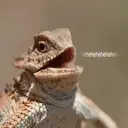 ɱҽɱҽʂ ɾAռԃօɱ ᠅ 7