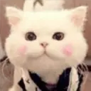 Gestos Funny Cat 12