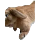 HUNGRY BUNGRY 9