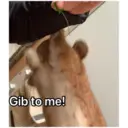 HUNGRY BUNGRY 28