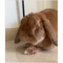 HUNGRY BUNGRY 18