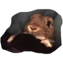 HUNGRY BUNGRY 8