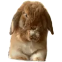 HUNGRY BUNGRY 20