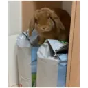 HUNGRY BUNGRY 5