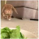 HUNGRY BUNGRY 26