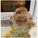 HUNGRY BUNGRY 12