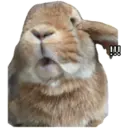 HUNGRY BUNGRY 11