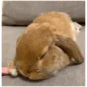 HUNGRY BUNGRY 27