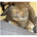 HUNGRY BUNGRY 25
