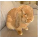 HUNGRY BUNGRY 24