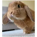 HUNGRY BUNGRY 16
