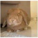 HUNGRY BUNGRY 3