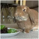 HUNGRY BUNGRY 21