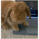 HUNGRY BUNGRY 6