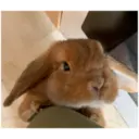 HUNGRY BUNGRY 29