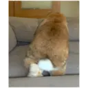 HUNGRY BUNGRY 17