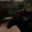 ❦El Zorro☙° ᭄ᨖ м๏√. 17