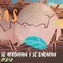 🎵Acróstico 🎼 Shakira 🐦 9