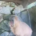 Capibara 2 MOV 2