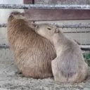 Capibara 2 MOV 21