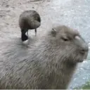 Capibara 2 MOV 27