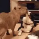 Capibara 2 MOV 25