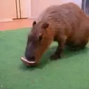 Capibara 2 MOV 15
