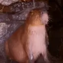 Capibara 2 MOV 3