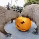 Capibara 2 MOV 1