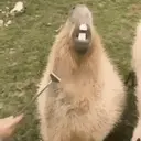 Capibara 2 MOV 8