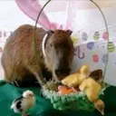 Capibara 2 MOV 18