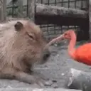 Capibara 2 MOV 4
