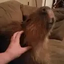Capibara 2 MOV 26