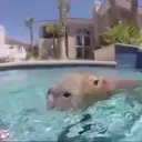 Capibara 1 MOV 4