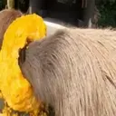 Capibara 1 MOV 9